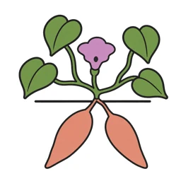 sweet potato