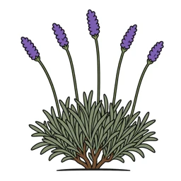 lavandin