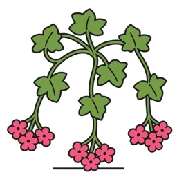 ivy geranium