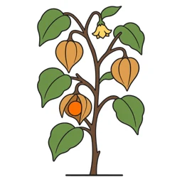 Cape gooseberry
