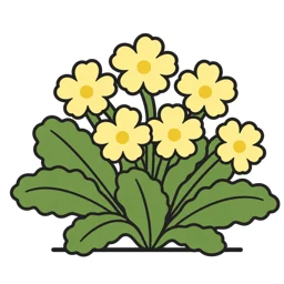 primrose