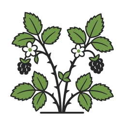 blackberry