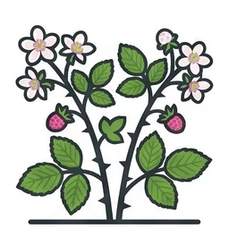 raspberry