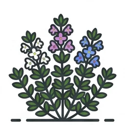winter savory