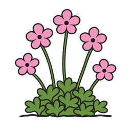 mossy saxifrage