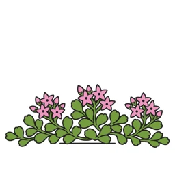 Caucasian stonecrop