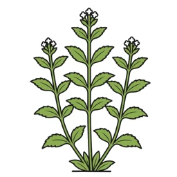 stevia