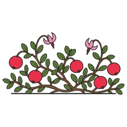 cranberry