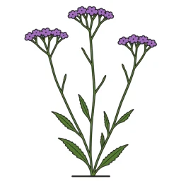 purpletop vervain