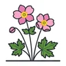 Japanese anemone