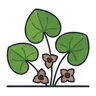European wild ginger