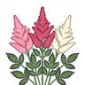 astilbe