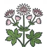 greater masterwort