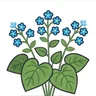 largeleaf brunnera