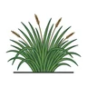 Japanese sedge