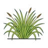 Evergold Sedge