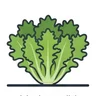 endive