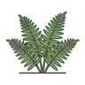 male fern