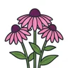 purple coneflower