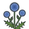 Southern Globe Thistle