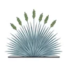 blue fescue