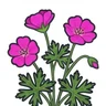 bloody cranesbill