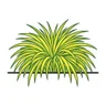 Hakone grass