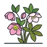 Lenten rose