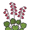 coralbells