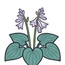 Siebold's hosta