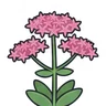 showy stonecrop