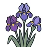German iris