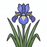 Siberian iris