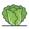 lettuce