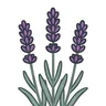 English lavender