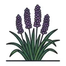 big blue lilyturf