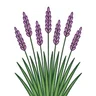 purple moor grass