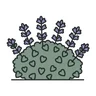catmint