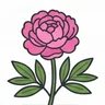 Chinese peony