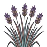 Little Bluestem