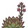 common houseleek