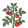 tomato