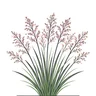 northern dropseed