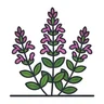 wall germander