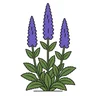 spiked speedwell