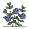 lesser periwinkle
