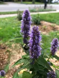 Anise hyssop