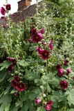 Hollyhock