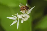 Wild garlic