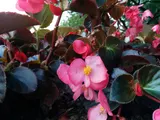 Begonia (Semperflorens-Cultorum Group)